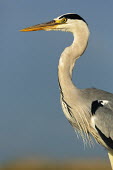 Grey heron - Africa heron,bird,birds,Grey heron,Ardea cinerea,Aves,Birds,Chordates,Chordata,Ciconiiformes,Herons Ibises Storks and Vultures,Herons, Bitterns,Ardeidae,Héron cendré,Animalia,Ardea,Flying,Temperate,Africa,