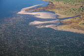 Lake shores of Nakuru and Bogoria filled with thousands of lesser flamingos - Kenya flamingo,flamingos,bird,birds,Lesser flamingo,Phoenicopterus minor,Ciconiiformes,Herons Ibises Storks and Vultures,Flamingos,Phoenicopteriformes,Chordates,Chordata,Phoenicopteridae,Aves,Birds,Flamenco