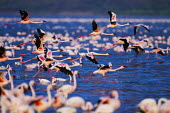 Lake shores of Nakuru and Bogoria filled with thousands of lesser flamingos - Kenya flamingo,flamingos,bird,birds,Lesser flamingo,Phoenicopterus minor,Ciconiiformes,Herons Ibises Storks and Vultures,Flamingos,Phoenicopteriformes,Chordates,Chordata,Phoenicopteridae,Aves,Birds,Flamenco