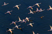 Lake shores of Nakuru and Bogoria filled with thousands of lesser flamingos - Kenya flamingo,flamingos,bird,birds,Lesser flamingo,Phoenicopterus minor,Ciconiiformes,Herons Ibises Storks and Vultures,Flamingos,Phoenicopteriformes,Chordates,Chordata,Phoenicopteridae,Aves,Birds,Flamenco