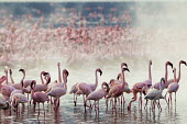 Lake shores of Nakuru and Bogoria filled with thousands of lesser flamingos - Kenya flamingo,flamingos,bird,birds,Lesser flamingo,Phoenicopterus minor,Ciconiiformes,Herons Ibises Storks and Vultures,Flamingos,Phoenicopteriformes,Chordates,Chordata,Phoenicopteridae,Aves,Birds,Flamenco