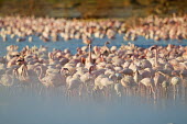 Lake shores of Nakuru and Bogoria filled with thousands of lesser flamingos - Kenya flamingo,flamingos,bird,birds,Lesser flamingo,Phoenicopterus minor,Ciconiiformes,Herons Ibises Storks and Vultures,Flamingos,Phoenicopteriformes,Chordates,Chordata,Phoenicopteridae,Aves,Birds,Flamenco