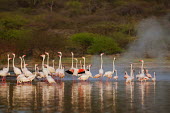 Lake shores of Nakuru and Bogoria filled with thousands of lesser flamingos - Kenya flamingo,flamingos,bird,birds,Lesser flamingo,Phoenicopterus minor,Ciconiiformes,Herons Ibises Storks and Vultures,Flamingos,Phoenicopteriformes,Chordates,Chordata,Phoenicopteridae,Aves,Birds,Flamenco