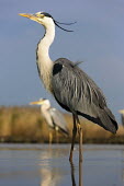 Grey heron - Africa heron,bird,birds,Grey heron,Ardea cinerea,Aves,Birds,Chordates,Chordata,Ciconiiformes,Herons Ibises Storks and Vultures,Herons, Bitterns,Ardeidae,Héron cendré,Animalia,Ardea,Flying,Temperate,Africa,