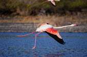 Lesser flamingo - Kenya flamingo,flamingos,bird,birds,Lesser flamingo,Phoenicopterus minor,Ciconiiformes,Herons Ibises Storks and Vultures,Flamingos,Phoenicopteriformes,Chordates,Chordata,Phoenicopteridae,Aves,Birds,Flamenco