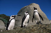 African penguins - South Africa penguin,aquatic bird,bird,birds,penguins,African penguin,Spheniscus demersus,Aves,Birds,Chordates,Chordata,Sphenisciformes,Penguins,Spheniscidae,jackass penguin,black-footed penguin,Pingüino del Cabo