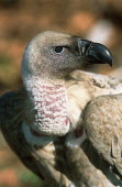 Cape vulture - Drakensberg Mountains, South Africa Portrait,face picture,face shot,Close up,vulture bird,birds,Cape vulture,Gyps coprptheres,Aves,Birds,Accipitridae,Hawks, Eagles, Kites, Harriers,Falconiformes,Hawks Eagles Falcons Kestrel,Chordates,Ch