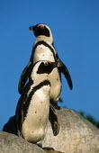 African penguins - South Africa penguin,aquatic bird,bird,birds,penguins,African penguin,Spheniscus demersus,Aves,Birds,Chordates,Chordata,Sphenisciformes,Penguins,Spheniscidae,jackass penguin,black-footed penguin,Pingüino del Cabo