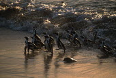 African penguins - South Africa penguin,aquatic bird,bird,birds,penguins,African penguin,Spheniscus demersus,Aves,Birds,Chordates,Chordata,Sphenisciformes,Penguins,Spheniscidae,jackass penguin,black-footed penguin,Pingüino del Cabo