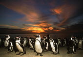 African penguins at sunset - South Africa penguin,aquatic bird,bird,birds,penguins,African penguin,Spheniscus demersus,Aves,Birds,Chordates,Chordata,Sphenisciformes,Penguins,Spheniscidae,jackass penguin,black-footed penguin,Pingüino del Cabo