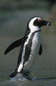 African penguin - South Africa penguin,aquatic bird,bird,birds,penguins,African penguin,Spheniscus demersus,Aves,Birds,Chordates,Chordata,Sphenisciformes,Penguins,Spheniscidae,jackass penguin,black-footed penguin,Pingüino del Cabo