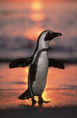 African penguin at sunset - South Africa penguin,aquatic bird,bird,birds,penguins,African penguin,Spheniscus demersus,Aves,Birds,Chordates,Chordata,Sphenisciformes,Penguins,Spheniscidae,jackass penguin,black-footed penguin,Pingüino del Cabo