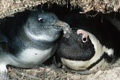 African penguins - South Africa penguin,aquatic bird,bird,birds,penguins,African penguin,Spheniscus demersus,Aves,Birds,Chordates,Chordata,Sphenisciformes,Penguins,Spheniscidae,jackass penguin,black-footed penguin,Pingüino del Cabo