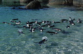 African penguins - South Africa beaches,Beach,coast,Coastal,coast line,coastline,Aquatic,water,water body,environment,ecosystem,Habitat,penguin,aquatic bird,bird,birds,penguins,African penguin,Spheniscus demersus,Aves,Birds,Chordate