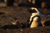 African penguins - South Africa penguin,aquatic bird,bird,birds,penguins,African penguin,Spheniscus demersus,Aves,Birds,Chordates,Chordata,Sphenisciformes,Penguins,Spheniscidae,jackass penguin,black-footed penguin,Pingüino del Cabo