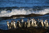 African penguins - South Africa coast,Coastal,coast line,coastline,beaches,Beach,environment,ecosystem,Habitat,Aquatic,water,water body,penguin,aquatic bird,bird,birds,penguins,African penguin,Spheniscus demersus,Aves,Birds,Chordate