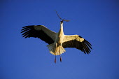 White stork - Morocco stork,birds,bird,White stork,Ciconia ciconia,Chordates,Chordata,Storks,Ciconiidae,Ciconiiformes,Herons Ibises Storks and Vultures,Aves,Birds,Cigogne blanche,Asia,Africa,Temperate,Flying,Animalia,Cicon