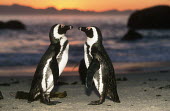 African penguins at sunset - South Africa penguin,aquatic bird,bird,birds,penguins,African penguin,Spheniscus demersus,Aves,Birds,Chordates,Chordata,Sphenisciformes,Penguins,Spheniscidae,jackass penguin,black-footed penguin,Pingüino del Cabo