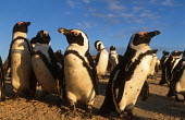 African penguins - South Africa penguin,aquatic bird,bird,birds,penguins,African penguin,Spheniscus demersus,Aves,Birds,Chordates,Chordata,Sphenisciformes,Penguins,Spheniscidae,jackass penguin,black-footed penguin,Pingüino del Cabo