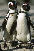 African penguins - South Africa penguin,aquatic bird,bird,birds,penguins,African penguin,Spheniscus demersus,Aves,Birds,Chordates,Chordata,Sphenisciformes,Penguins,Spheniscidae,jackass penguin,black-footed penguin,Pingüino del Cabo