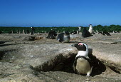 African penguins - South Africa penguin,aquatic bird,bird,birds,penguins,African penguin,Spheniscus demersus,Aves,Birds,Chordates,Chordata,Sphenisciformes,Penguins,Spheniscidae,jackass penguin,black-footed penguin,Pingüino del Cabo