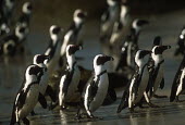 African penguins - South Africa penguin,aquatic bird,bird,birds,penguins,African penguin,Spheniscus demersus,Aves,Birds,Chordates,Chordata,Sphenisciformes,Penguins,Spheniscidae,jackass penguin,black-footed penguin,Pingüino del Cabo