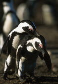 African penguins - South Africa penguin,aquatic bird,bird,birds,penguins,African penguin,Spheniscus demersus,Aves,Birds,Chordates,Chordata,Sphenisciformes,Penguins,Spheniscidae,jackass penguin,black-footed penguin,Pingüino del Cabo