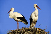 White storks nesting - Morocco stork,birds,bird,White stork,Ciconia ciconia,Chordates,Chordata,Storks,Ciconiidae,Ciconiiformes,Herons Ibises Storks and Vultures,Aves,Birds,Cigogne blanche,Asia,Africa,Temperate,Flying,Animalia,Cicon