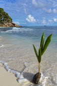 Coconut on a beach - Seychelles beach,beaches