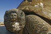 Aldabra giant tortoise on the beach - Seychelles tortoise,reptile,Aldabra giant tortoise,Geochelone gigantea,Chordates,Chordata,Reptilia,Reptiles,Tortoises,Testudinidae,Turtles,Testudines,Tortue Géante,Tortue Géante D'Aldabra,Tortuga Gigante De Al