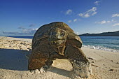 Aldabra giant tortoise on the beach - Seychelles tortoise,reptile,Aldabra giant tortoise,Geochelone gigantea,Chordates,Chordata,Reptilia,Reptiles,Tortoises,Testudinidae,Turtles,Testudines,Tortue Géante,Tortue Géante D'Aldabra,Tortuga Gigante De Al