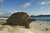 Aldabra giant tortoise on the beach - Seychelles tortoise,reptile,Aldabra giant tortoise,Geochelone gigantea,Chordates,Chordata,Reptilia,Reptiles,Tortoises,Testudinidae,Turtles,Testudines,Tortue Géante,Tortue Géante D'Aldabra,Tortuga Gigante De Al