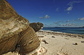 Aldabra giant tortoise on the beach - Seychelles tortoise,reptile,Aldabra giant tortoise,Geochelone gigantea,Chordates,Chordata,Reptilia,Reptiles,Tortoises,Testudinidae,Turtles,Testudines,Tortue Géante,Tortue Géante D'Aldabra,Tortuga Gigante De Al