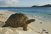 Aldabra giant tortoise on the beach - Seychelles tortoise,reptile,Aldabra giant tortoise,Geochelone gigantea,Chordates,Chordata,Reptilia,Reptiles,Tortoises,Testudinidae,Turtles,Testudines,Tortue Géante,Tortue Géante D'Aldabra,Tortuga Gigante De Al