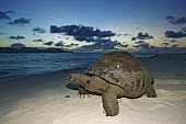 Aldabra giant tortoise on the beach - Seychelles tortoise,reptile,Aldabra giant tortoise,Geochelone gigantea,Chordates,Chordata,Reptilia,Reptiles,Tortoises,Testudinidae,Turtles,Testudines,Tortue Géante,Tortue Géante D'Aldabra,Tortuga Gigante De Al