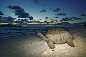 Aldabra giant tortoise on the beach - Seychelles tortoise,reptile,Aldabra giant tortoise,Geochelone gigantea,Chordates,Chordata,Reptilia,Reptiles,Tortoises,Testudinidae,Turtles,Testudines,Tortue Géante,Tortue Géante D'Aldabra,Tortuga Gigante De Al