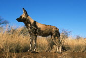 African wild dog standing in grassland - Sub-Saharan Africa African Wild Dog,Lycaon pictus,Carnivores,Carnivora,Mammalia,Mammals,Chordates,Chordata,Dog, Coyote, Wolf, Fox,Canidae,painted hunting dog,Cape hunting dog,Lycaon,Licaon,Cynhyene,Loup-peint,Savannah,C