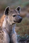 Spotted hyaena portrait - Sub-Saharan Africa Big cat,Cheetah,Acinonyx jubatus,Chordates,Chordata,Hyaenidae,Hyenas, Aardwolves,Carnivores,Carnivora,Mammalia,Mammals,laughing hyena,laughing hyaena,spotted hyena,Savannah,crocuta,Carnivorous,Least C