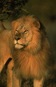 Portrait of male lion - Africa Lion,Panthera leo,Felidae,Cats,Mammalia,Mammals,Carnivores,Carnivora,Chordates,Chordata,Lion d'Afrique,León,leo,Animalia,Savannah,Africa,Scrub,Appendix II,Asia,Panthera,Vulnerable,Desert,Terrestrial,